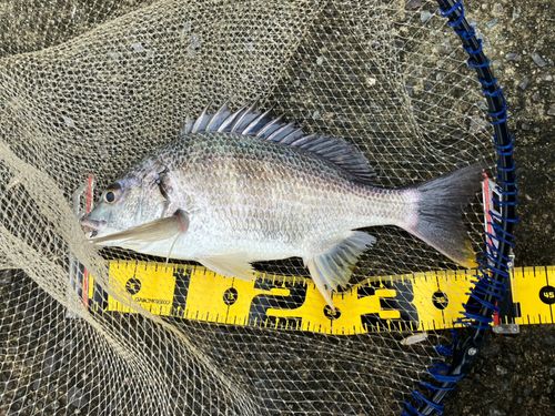 キビレの釣果