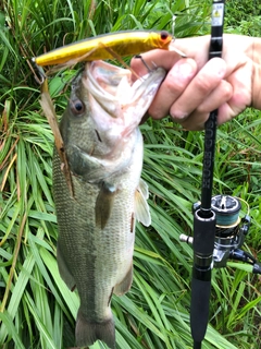 ブラックバスの釣果