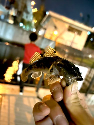 ハゼの釣果