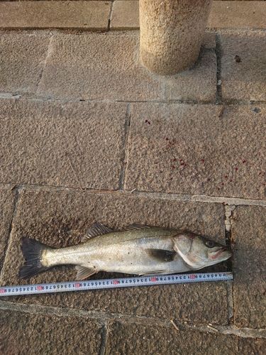 ハネ（マルスズキ）