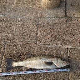 ハネ（マルスズキ）