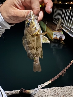 シロメバルの釣果