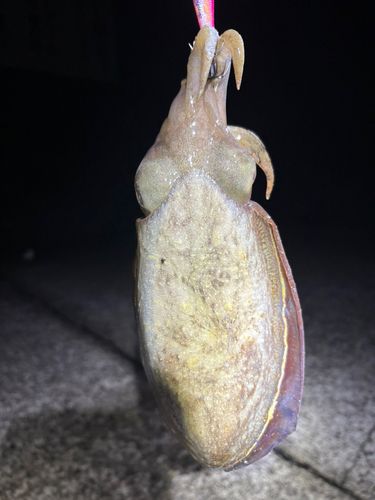 コウイカの釣果