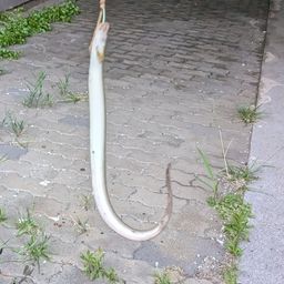 ウナギ