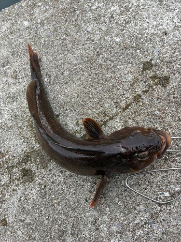 アイナメの釣果