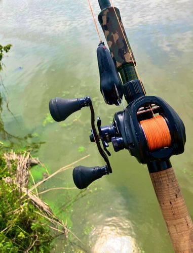 ライギョの釣果