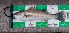 スズキの釣果