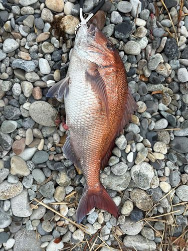 マダイの釣果
