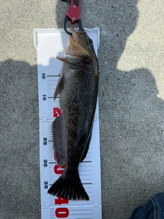 アイナメの釣果