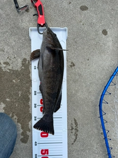 アイナメの釣果