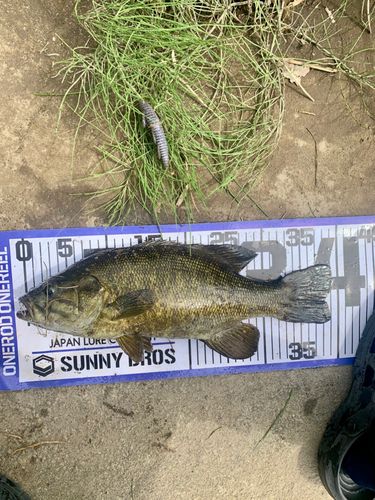スモールマウスバスの釣果
