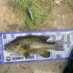 スモールマウスバス