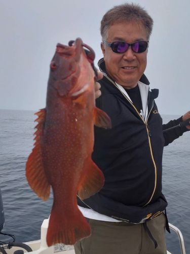 スジアラの釣果