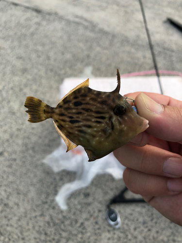 カワハギの釣果