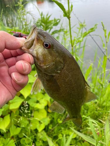 スモールマウスバスの釣果