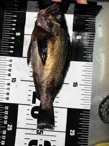 メバルの釣果