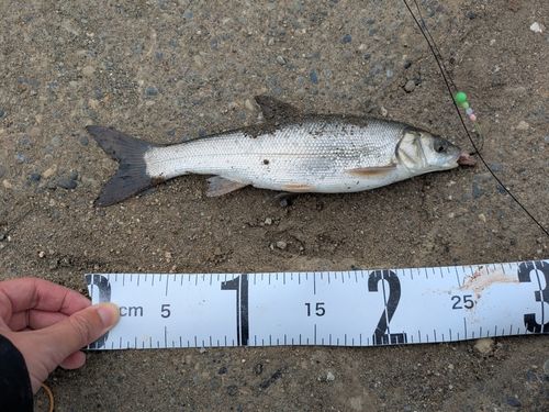 ウグイの釣果