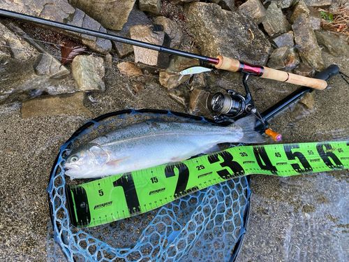 ニジマスの釣果