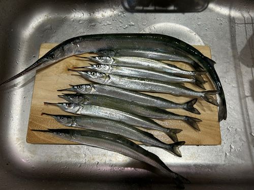 サヨリの釣果