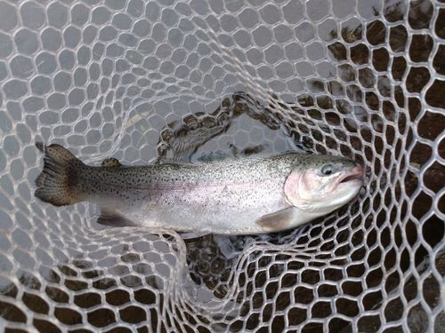 ニジマスの釣果