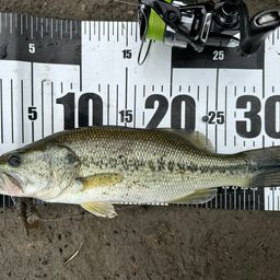 ラージマウスバス