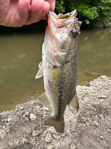 ラージマウスバスの釣果