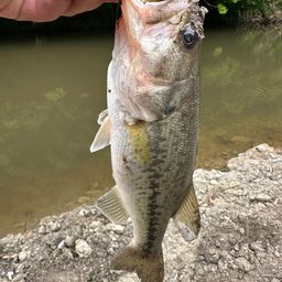 ラージマウスバス