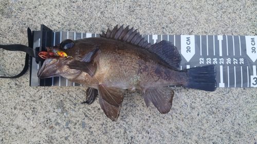 メバルの釣果