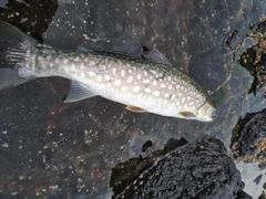 アメマスの釣果