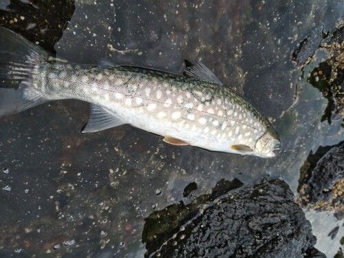 アメマスの釣果