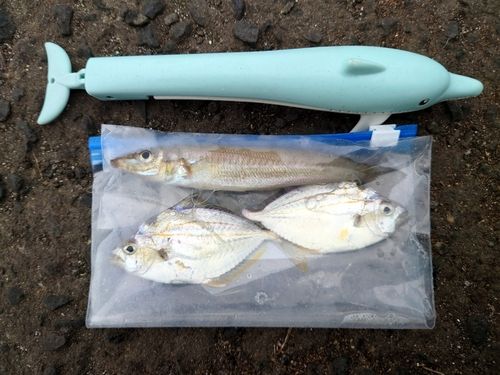ヒイラギの釣果