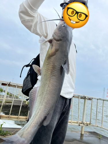 アメリカナマズの釣果