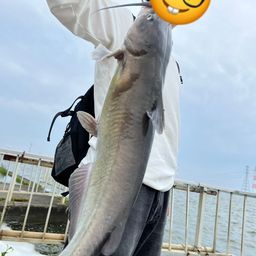 アメリカナマズ