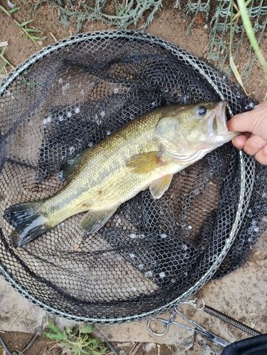 ラージマウスバスの釣果