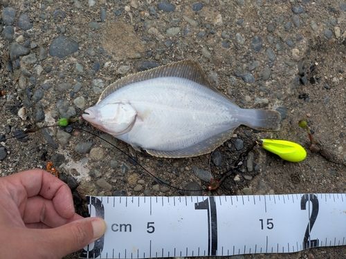 イシガレイの釣果