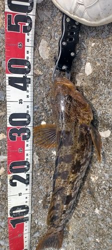 アイナメの釣果