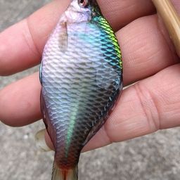 タイリクバラタナゴ