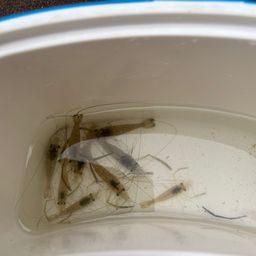 テナガエビ