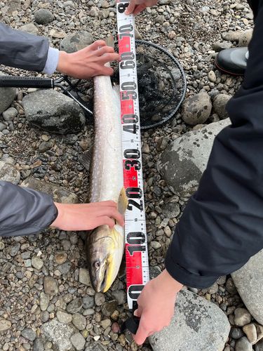 アメマスの釣果