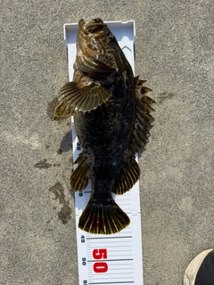 タケノコメバルの釣果