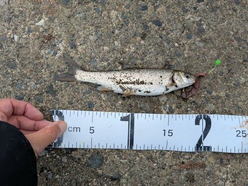 ウグイの釣果