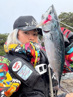 スマカツオの釣果