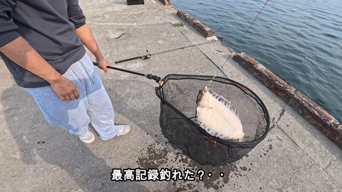 カレイの釣果