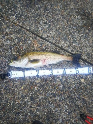 フッコ（タイリクスズキ）の釣果