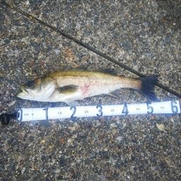 フッコ（タイリクスズキ）