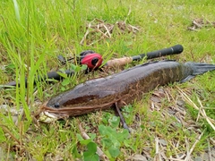 ライギョの釣果