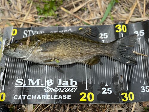 スモールマウスバスの釣果
