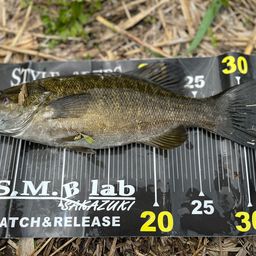 スモールマウスバス