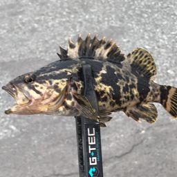 タケノコメバル