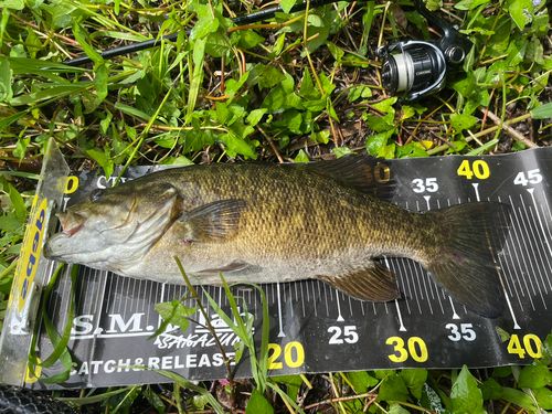 スモールマウスバスの釣果